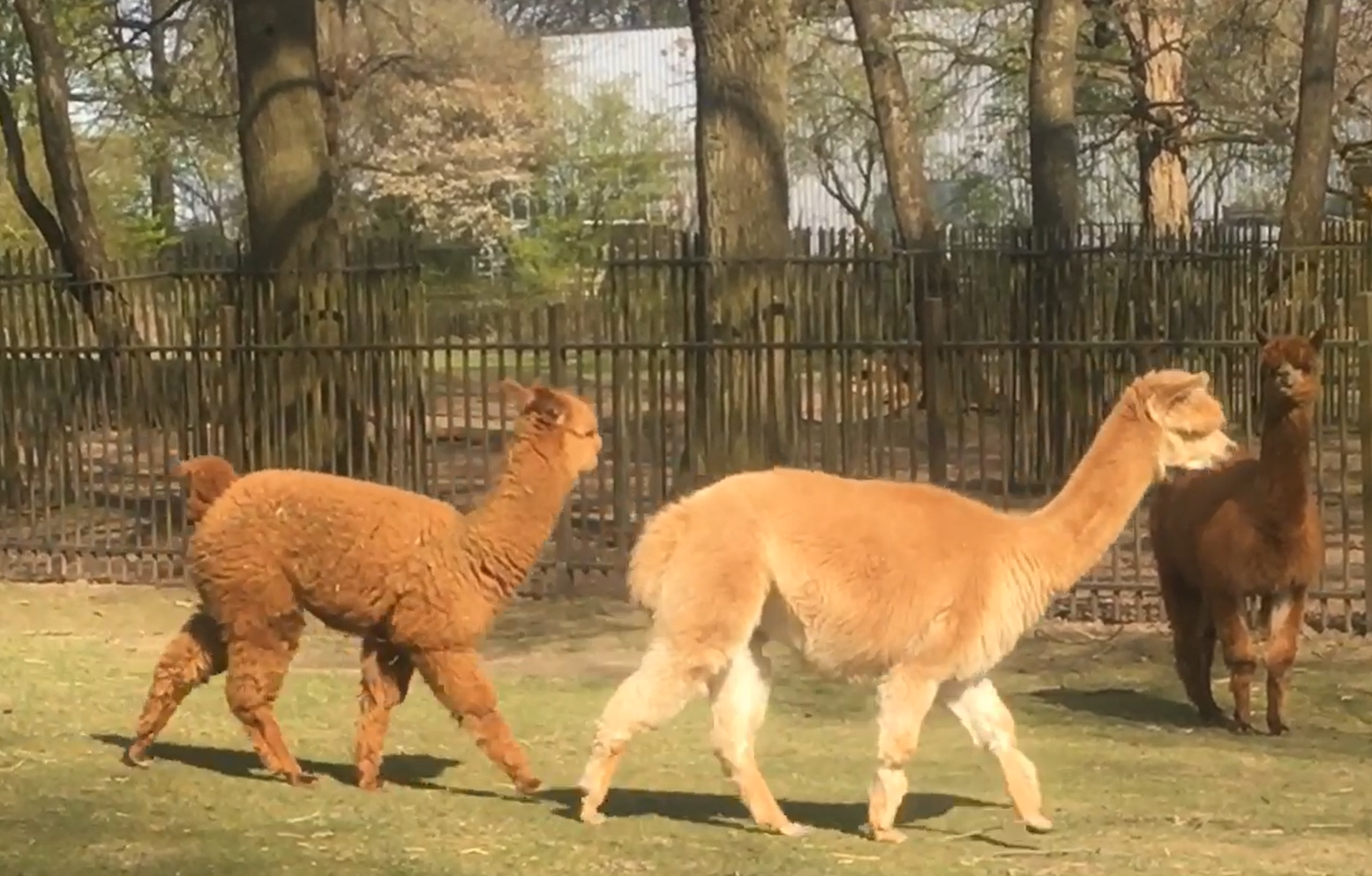 Hoe cute?! In dit park in Tilburg wonen lama’s [video]