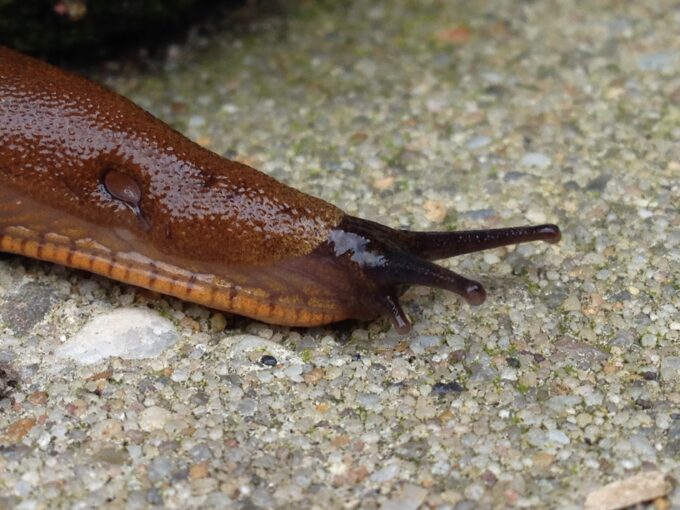 Superveel naaktslakken in Utrecht hierdoor komt