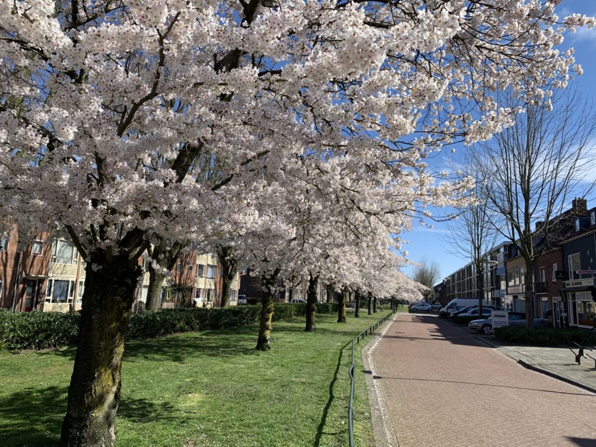 Lente