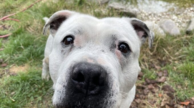 asieldier bram hond vlaardingen