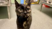asieldier mickey kat dierenopvangcentrum vlaardingen