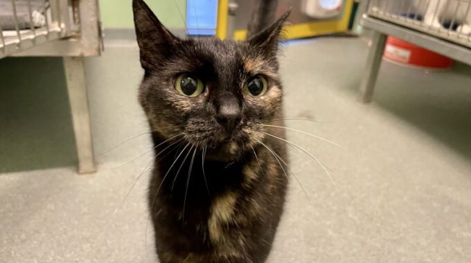 asieldier mickey kat dierenopvangcentrum vlaardingen