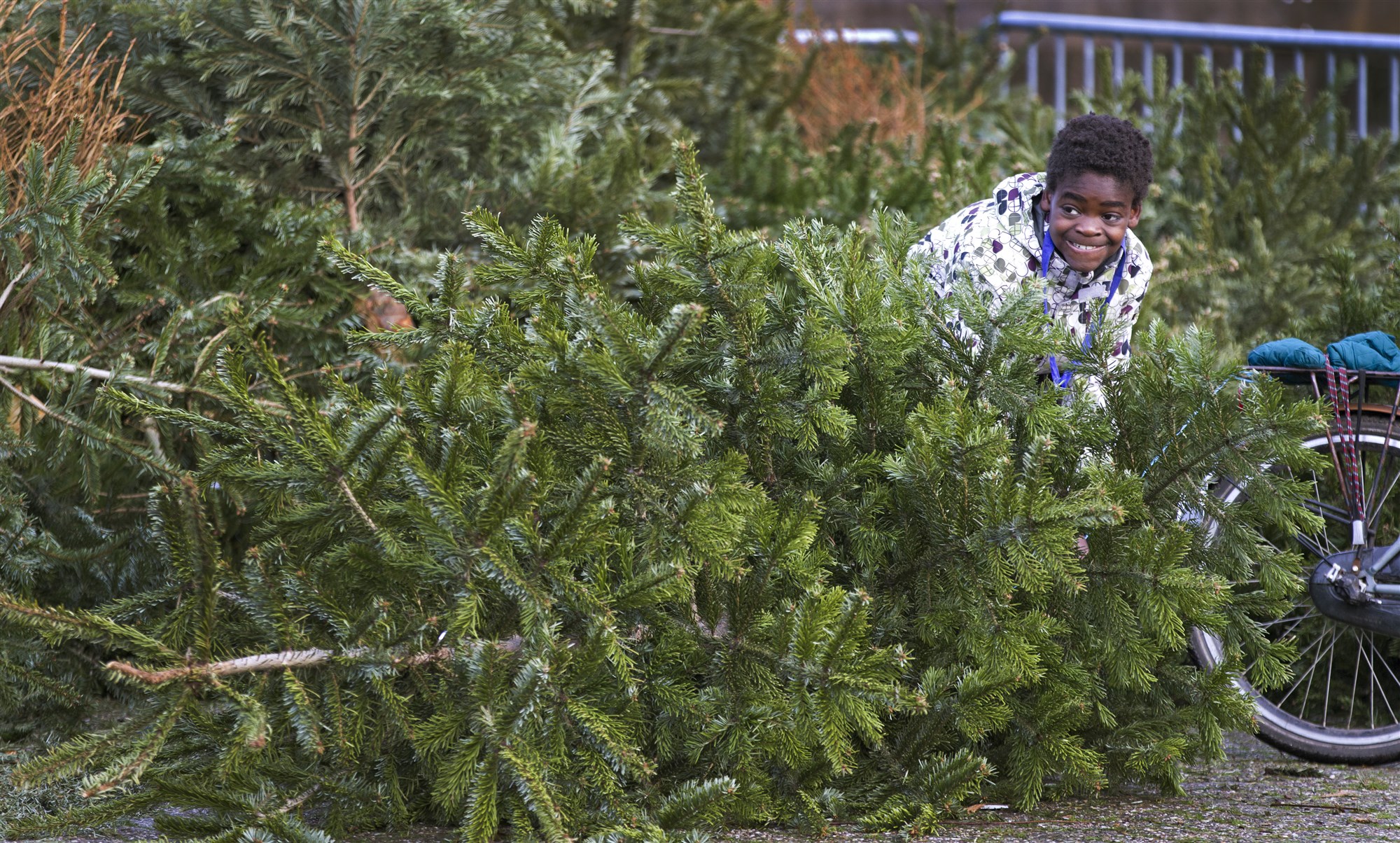 Kerstboom inleveren in Vlaardingen hier moet je zijn Oozo.nl