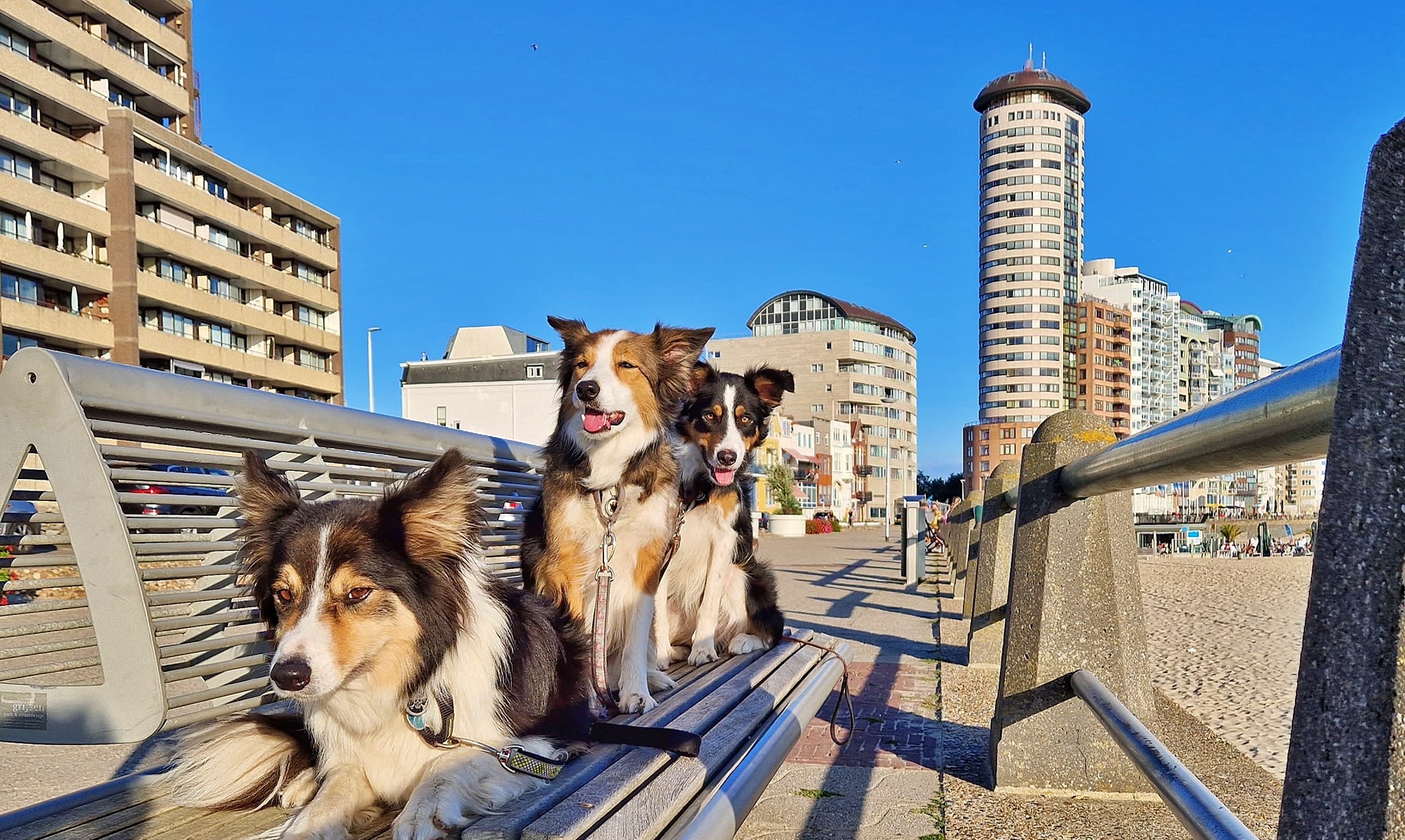 4x dierenwinkels waar je alles kan kopen voor je trouwe vriend