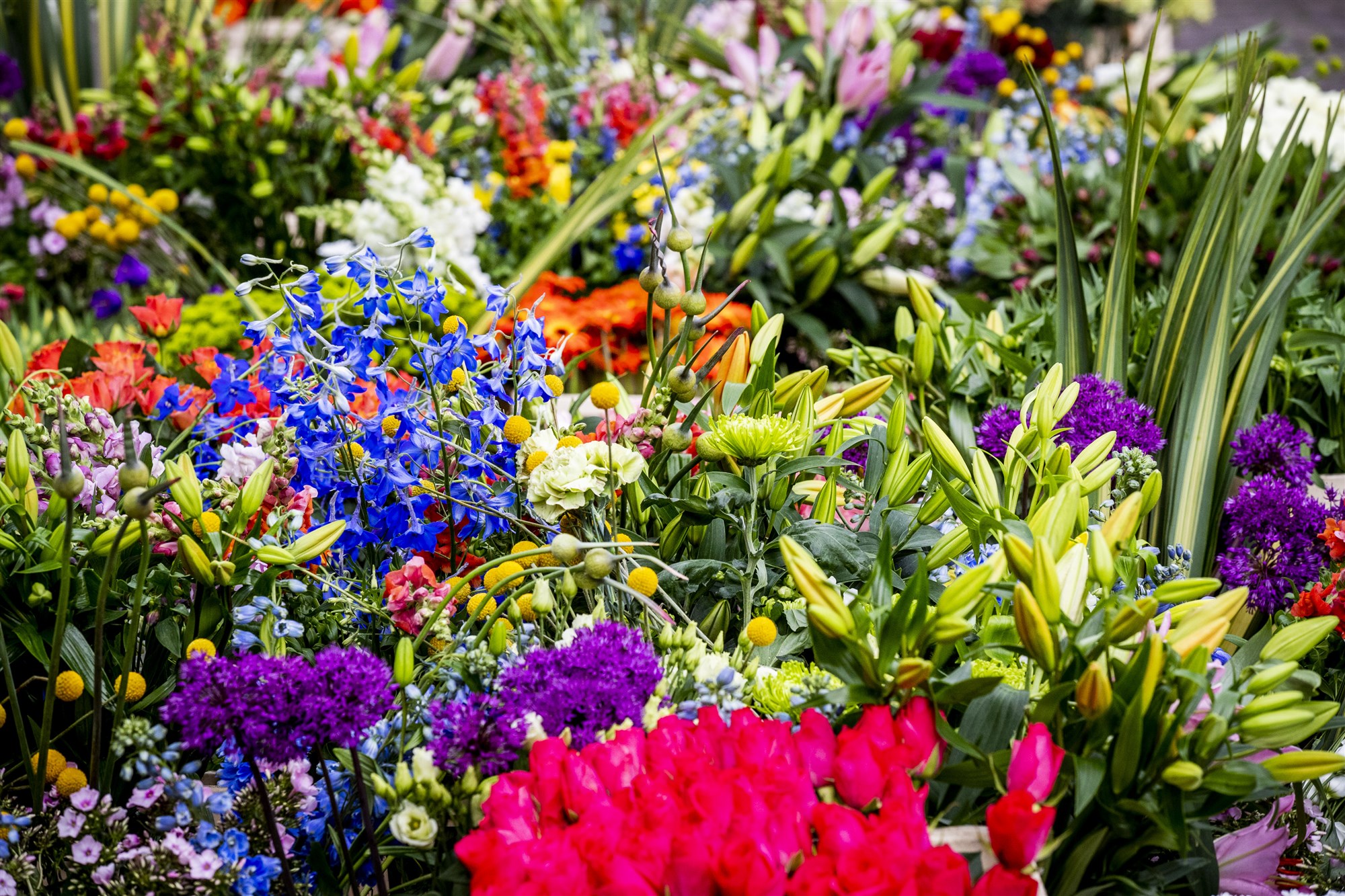 Open Tuin Dagen Westland