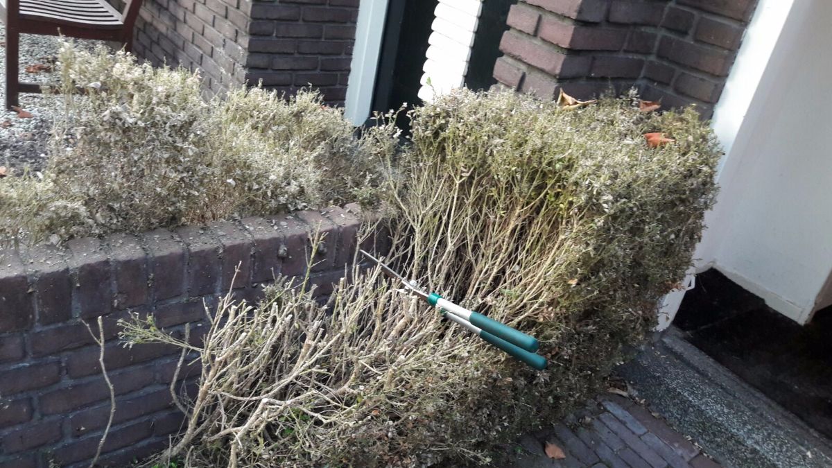 Buxusrups Woerden buxus snoeien