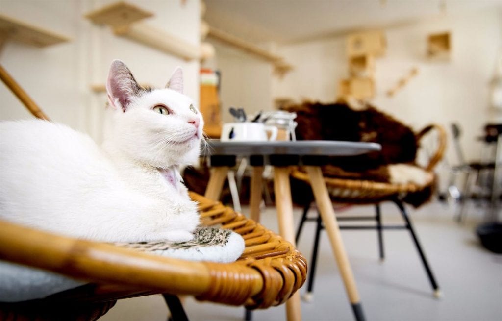 Kattencafe