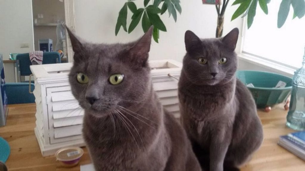 Kattenoppas Woerden