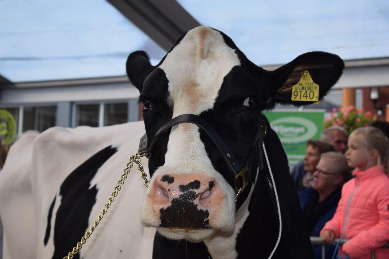 Koeiemart Koeienmarkt 2017 Woerden Fotoverslag