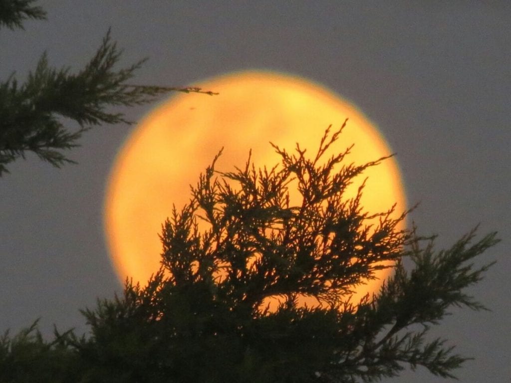 Bloedmaan grote maan
