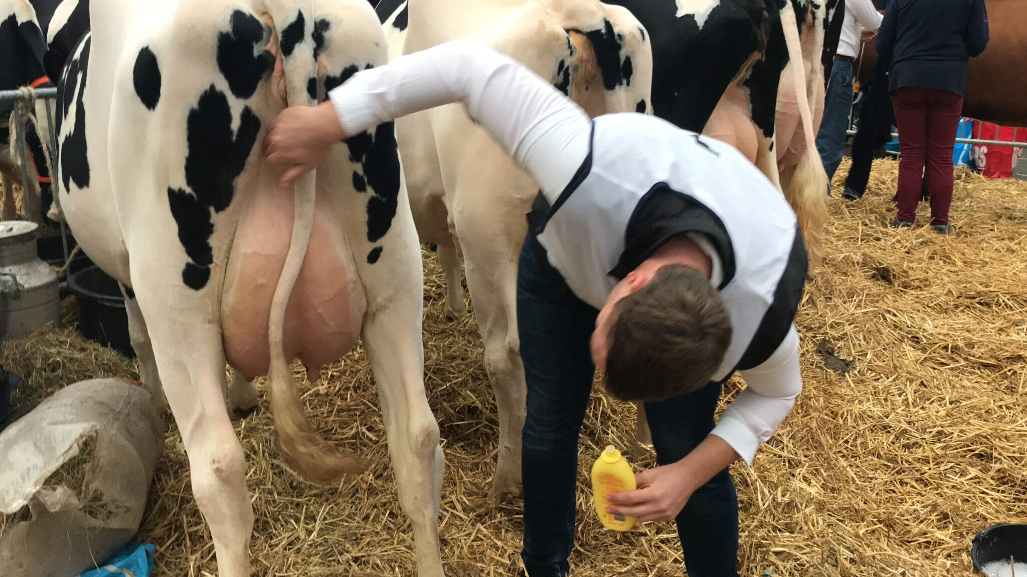 Koeiemart koeien wassen