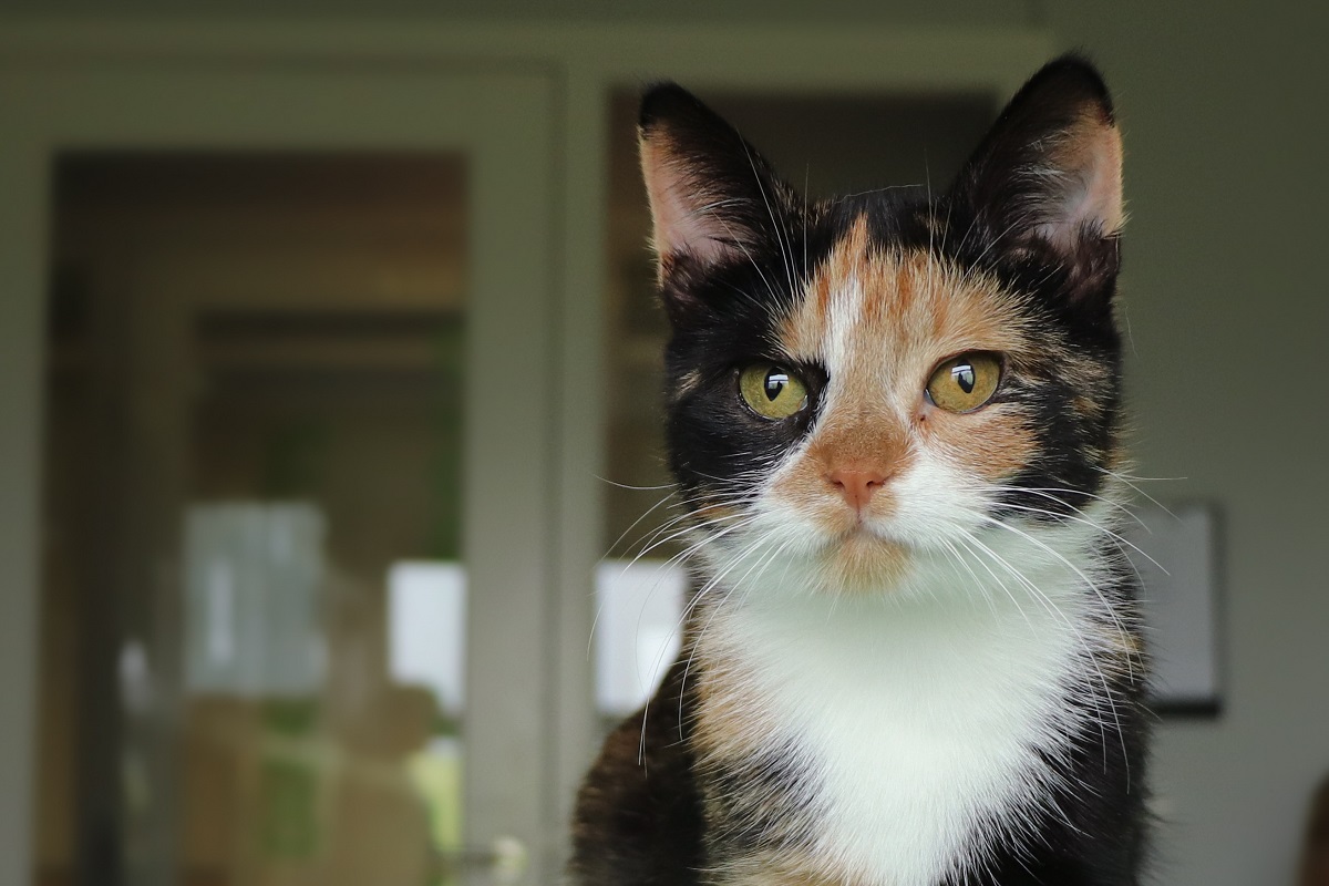 Kat Claire baasje gezocht