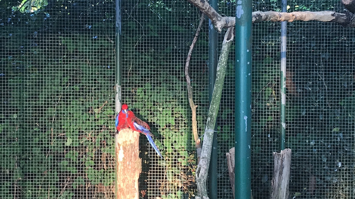 Opa Versterken formeel Liefde in de Woerdense volière: vogels zoenen erop los (video) - indebuurt  Woerden