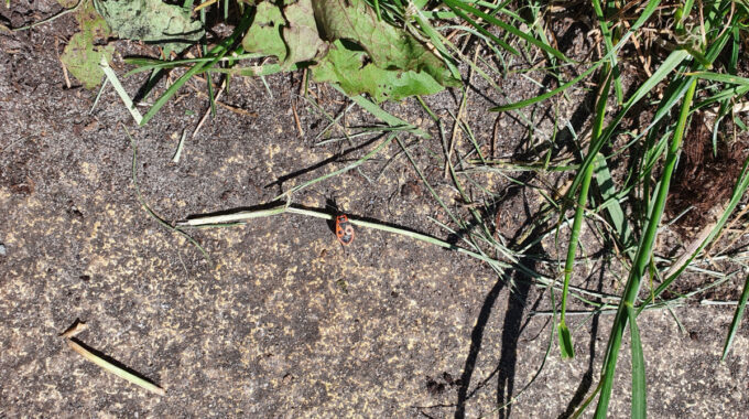 rood-zwart beestje in tuin