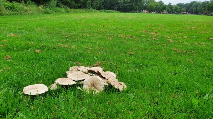 Paddenstoelen juli 2021 zomer Molenvlietpark