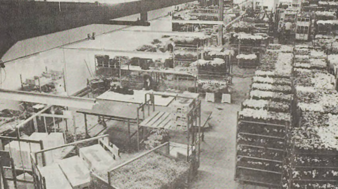 De Woerdense Bloemencentrale in 1989