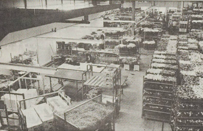 De Woerdense Bloemencentrale in 1989