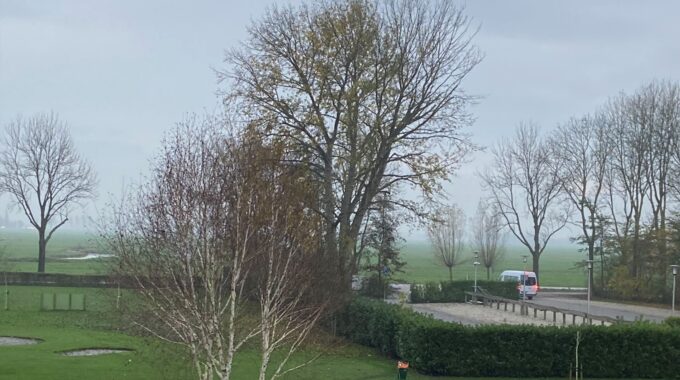 lampjesboom