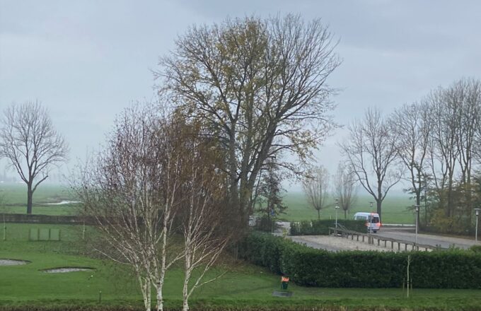 lampjesboom