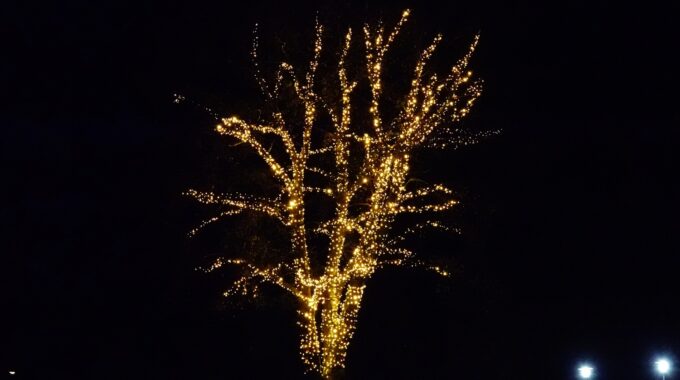 lampjesboom kamerik