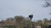 Ooievaar Oortjespad