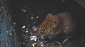 rattenoverlast last van ratten in Woerden