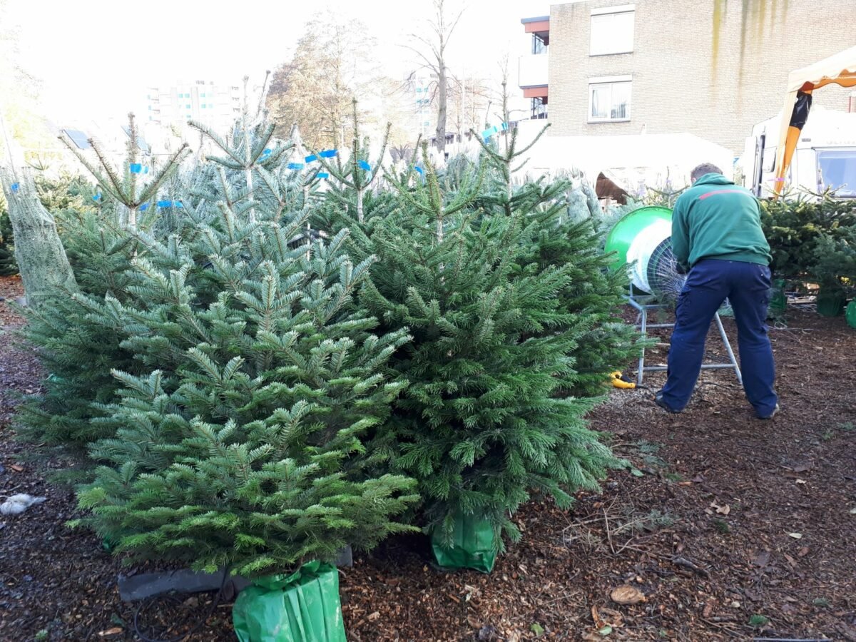 Kerstboom te koop! Deze kramen en winkels in Zoetermeer verkopen een échte