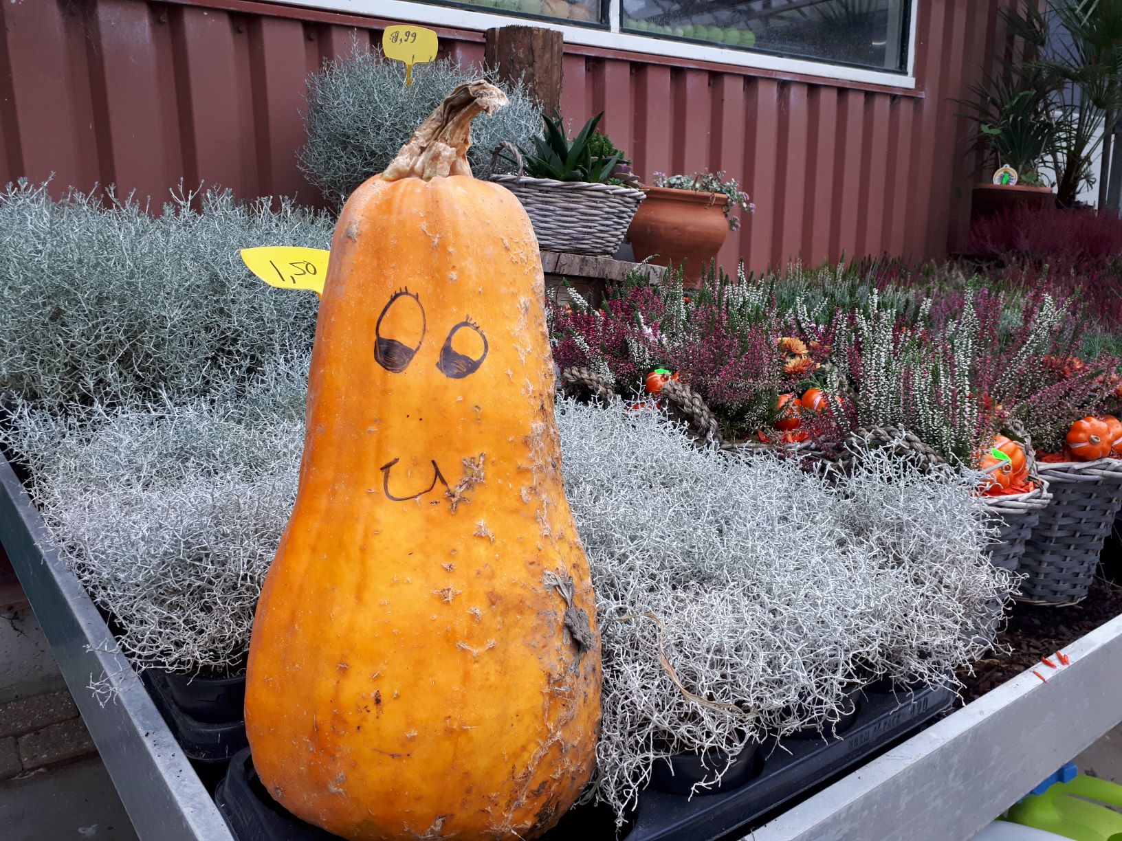 Pompoenen Zoetermeer
