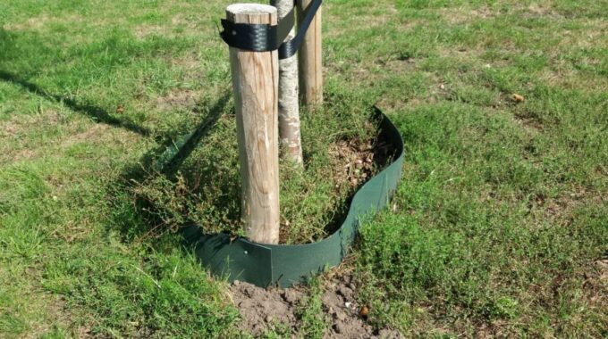 Ring rond boom