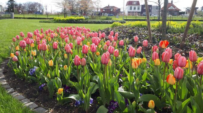 Tulpen Zoetermeer