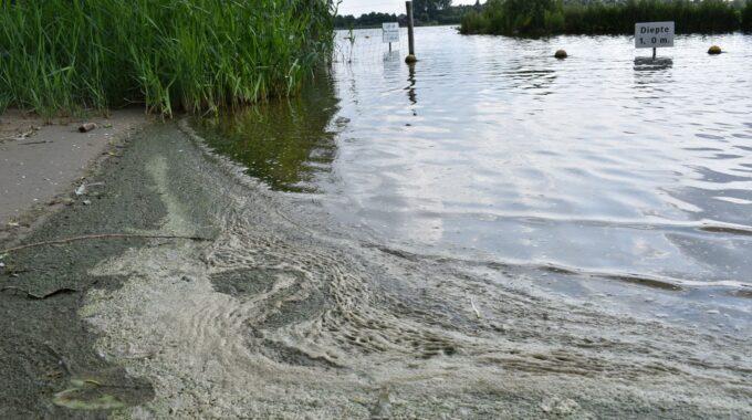 Blauwalg Zoetermeer