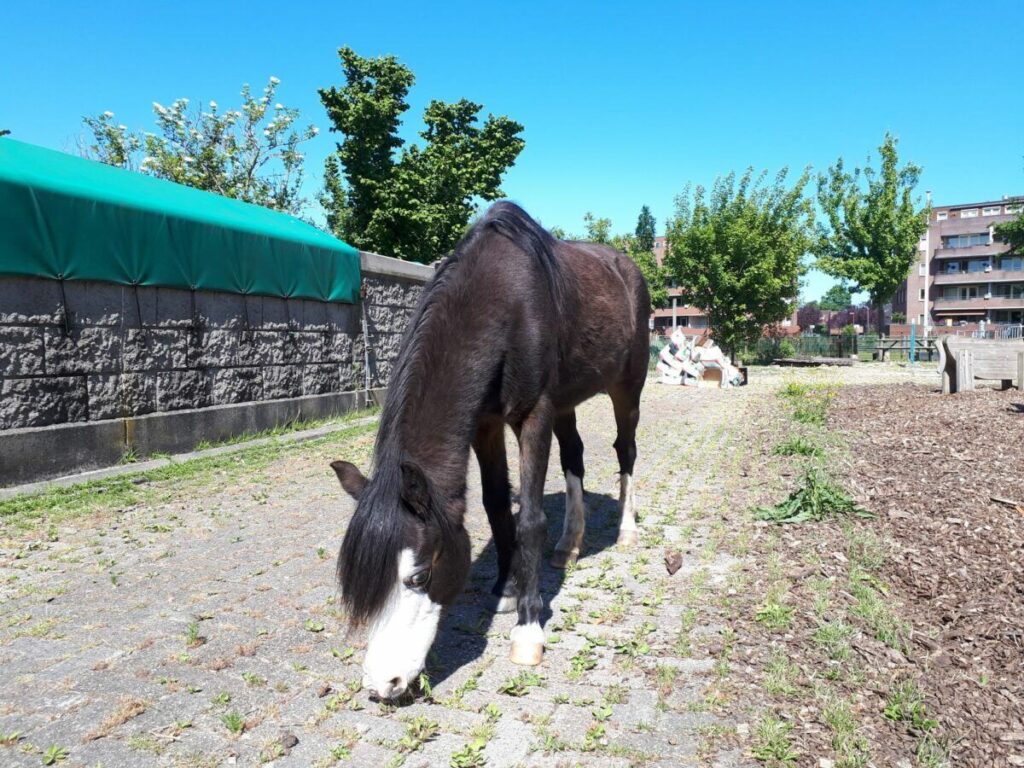 Pony Balijhoeve