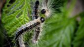 Eikenprocessierups Zoetermeer