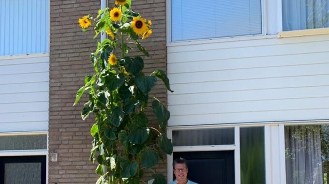 Stefan du Burck langste zonnebloem