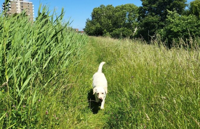 Losloopplek voor honden Delftsewallenpad Dorp. Foto: indebuurt Zoetermeer
