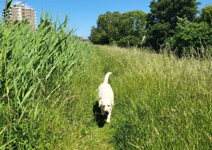 Losloopplek voor honden Delftsewallenpad Dorp. Foto: indebuurt Zoetermeer