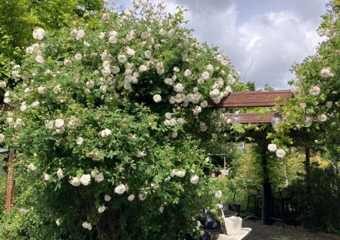 Boom, struik, groen Zoetermeer