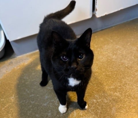 Gezocht! Een nieuw baasje met geduld voor de blinde kater Frenkie