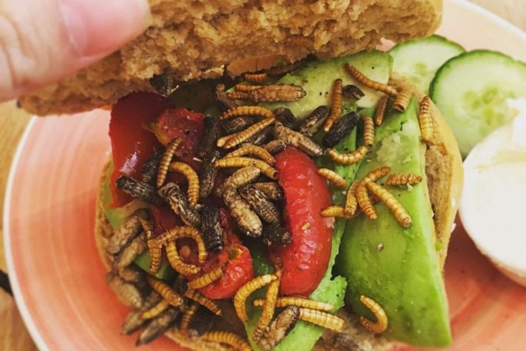 Beestachtig lekker! Nieuw in Zwolle de Bugs Bagel indebuurt Zwolle