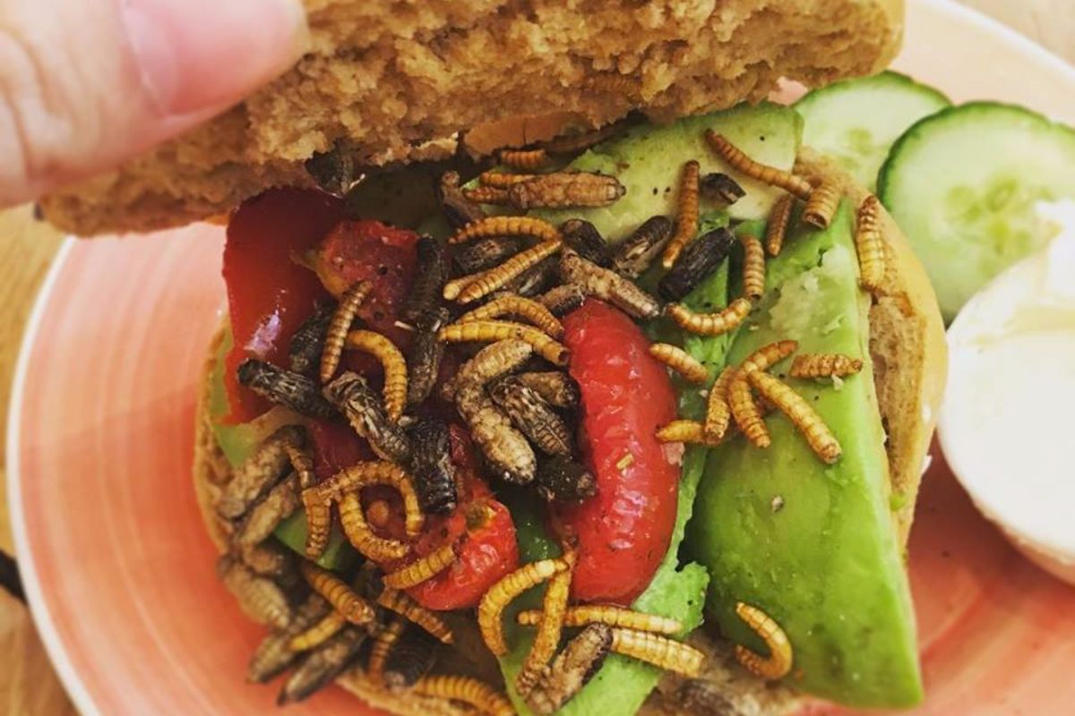 Beestachtig lekker! Nieuw in Zwolle de Bugs Bagel indebuurt Zwolle