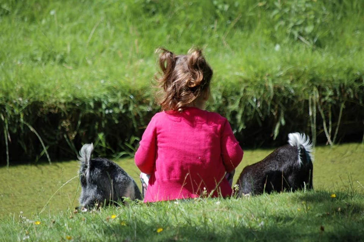kinderboerderij wezenlanden