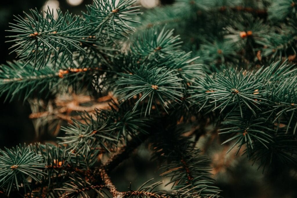 kerstboom