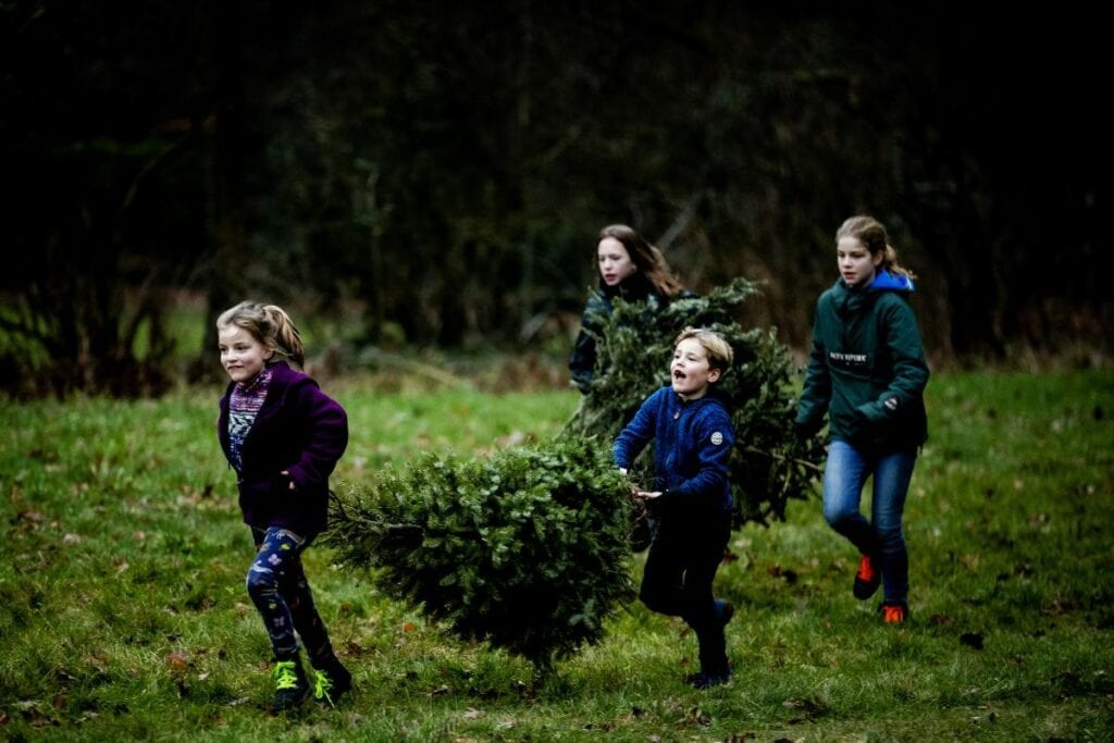 kerstbomen