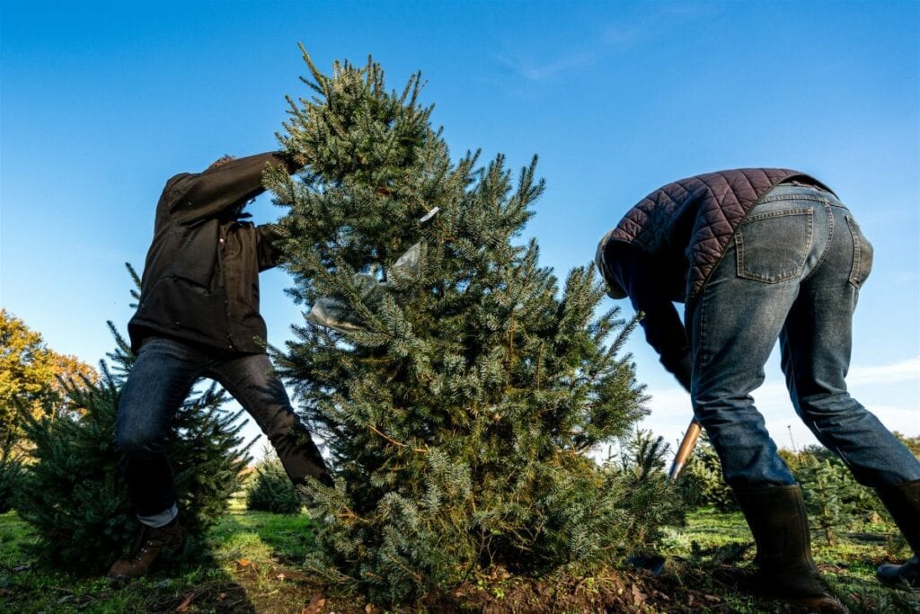 kerstbomen