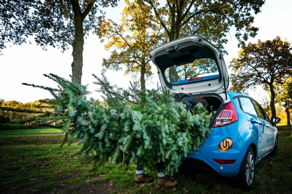 Intratuin kerstbomen