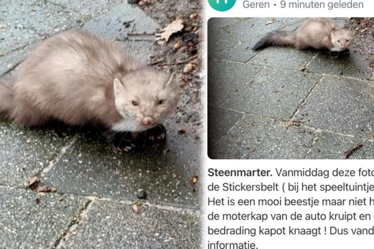 Bijzonder gezicht: Zwolse Henk staat oog in oog met schuwe steenmarter