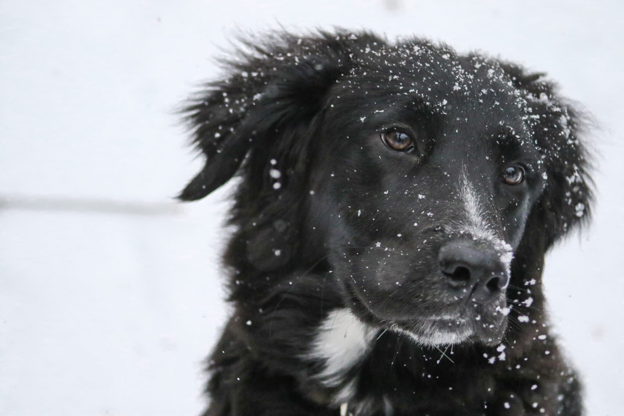 hond in de sneeuw