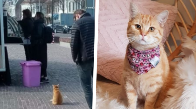Charley kat Zwolle