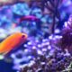 vis aquarium