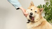 hond